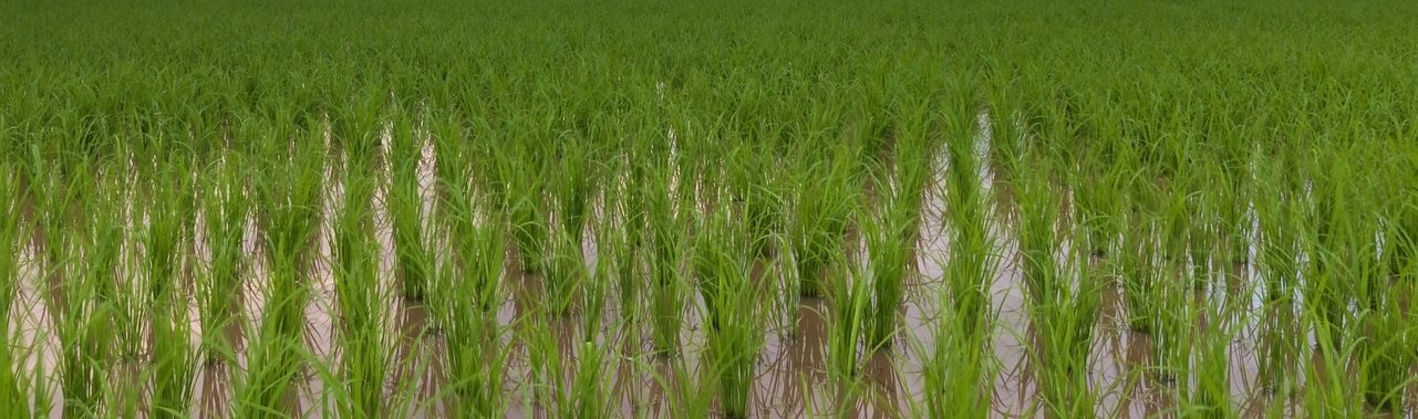 Reducción considerable del arsénico en el arroz gracias al riego por goteo