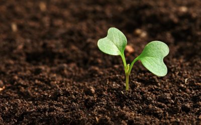 Trabajando en I+D para fomentar una agricultura sostenible