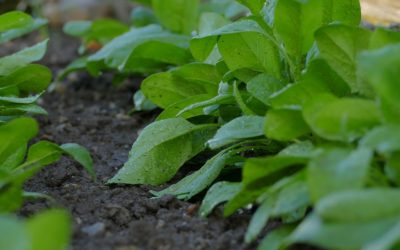 Aprender a regar: jornada técnica para cultivos hortofrutícolas