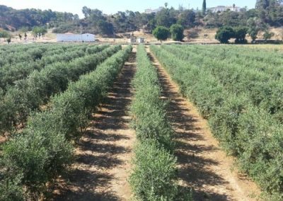 CURSO SOBRE EL RIEGO DEL OLIVO. APLICACIÓN PRÁCTICA A PLANTACIONES INTENSIVAS Y SUPERINTENSIVAS