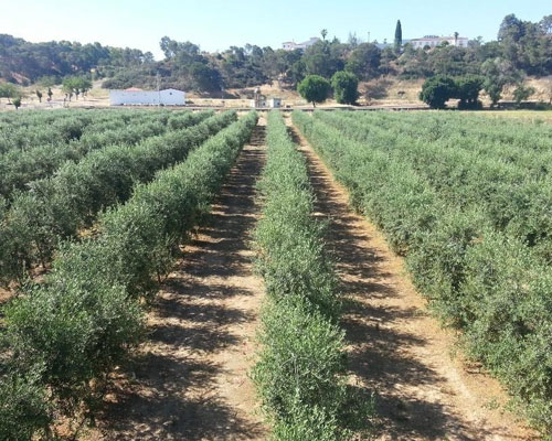 CURSO SOBRE EL RIEGO DEL OLIVO. APLICACIÓN PRÁCTICA A PLANTACIONES INTENSIVAS Y SUPERINTENSIVAS