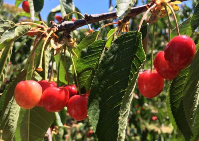 DISEÑO DE SISTEMAS DE RIEGO POR MICROASPERSIÓN EN FRUTALES